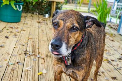 Close-up portrait of dog