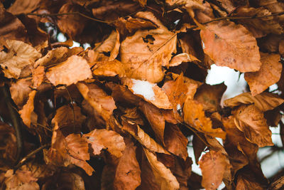 Full frame shot of dry leaves