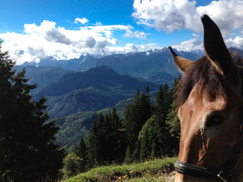 View of a horse against mountain range