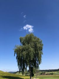 Tree on field against blue sky