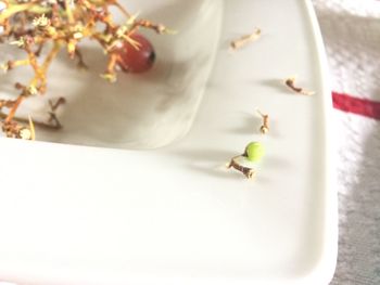 Close-up of insect on glass