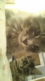 domestic animals