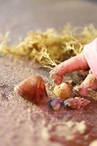 Close-up of hand holding seashell