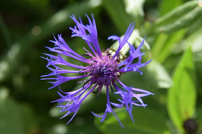 Close-up of purple flower blooming outdoors