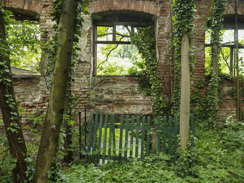 Trees growing in abandoned building in forest