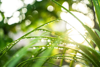 Close-up of wet plant leaves