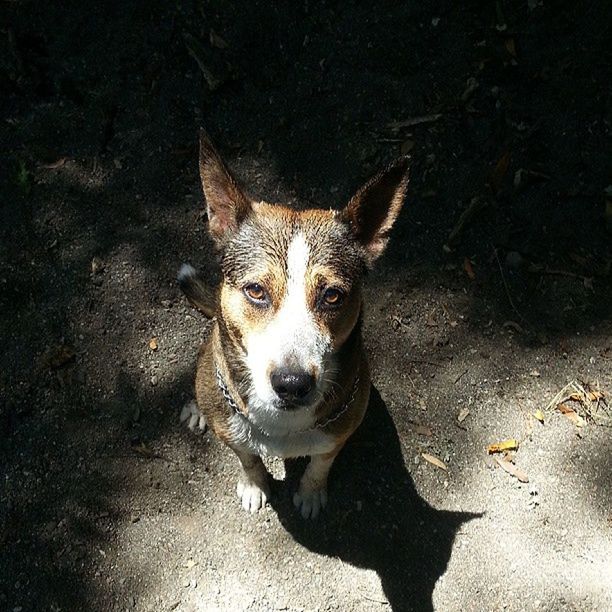 animal themes, one animal, domestic animals, pets, mammal, dog, portrait, looking at camera, high angle view, animal head, standing, close-up, street, front view, no people, outdoors, zoology, black color, alertness, day