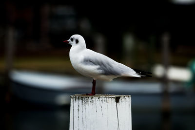 bird