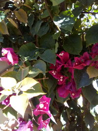 Close-up of pink flowering plant