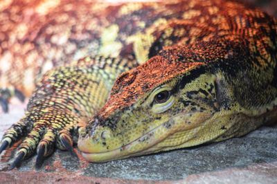 Close-up of lizard