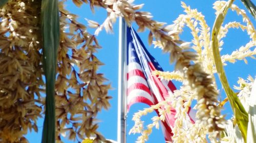 Low angle view of multi colored flowers