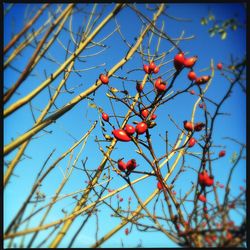 Low angle view of red berries on tree