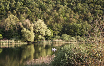 Swan swimming in lake against trees in forest