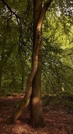 Tree trunk in forest