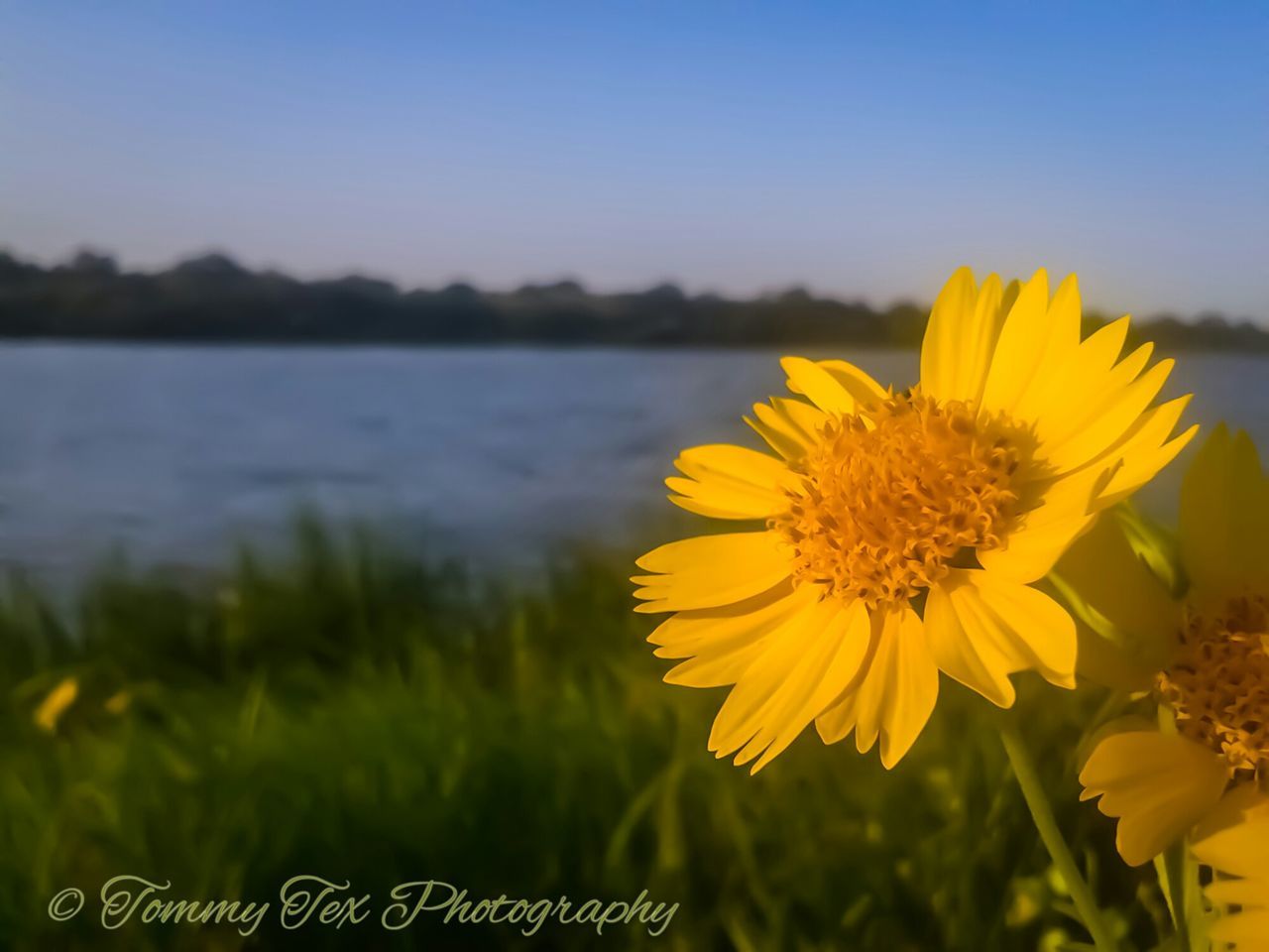 flower, yellow, nature, beauty in nature, growth, no people, petal, fragility, outdoors, field, plant, freshness, tranquility, scenics, flower head, close-up, sunset, day, sky, blooming, crocus