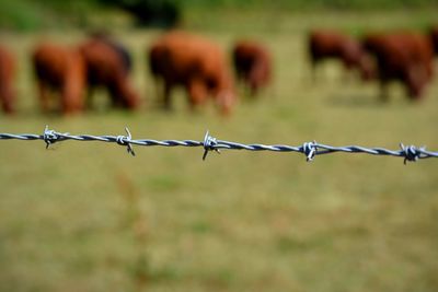 Barbed wire fence on field