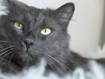 Close-up portrait of black cat