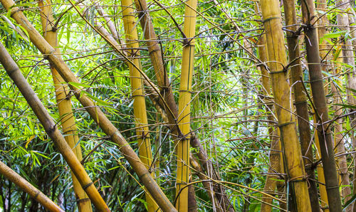 Low angle view of bamboo trees in forest