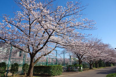 Cherry blossoms in spring against sky