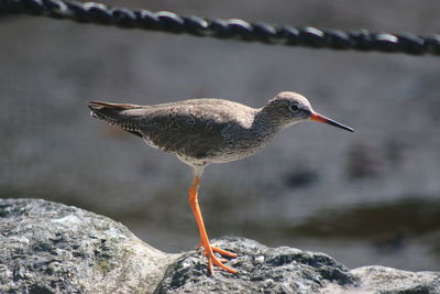 Close-up of bird perching on rock