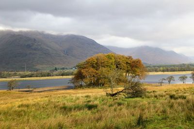 Tree on field by lake against sky