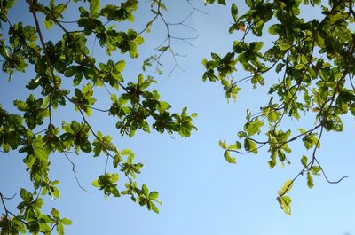 Low angle view of tree against blue sky