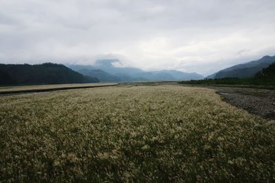 Scenic view of field against sky