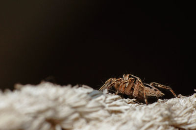 Close-up of spider on black background