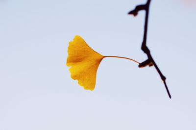 Close-up of yellow flower against white background