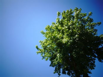 Low angle view of tree against clear blue sky