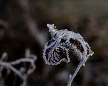 Close-up of frozen leaves during winter