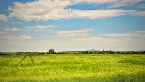 Scenic view of agricultural field against sky