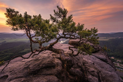 Plants growing on rock against sky during sunset