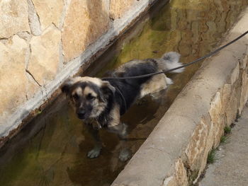 High angle view of dog looking at wall