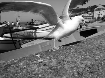Close-up of seagull flying over harbor