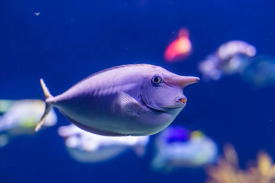 Close-up of fish swimming in sea