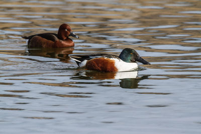 Ducks swimming in lake