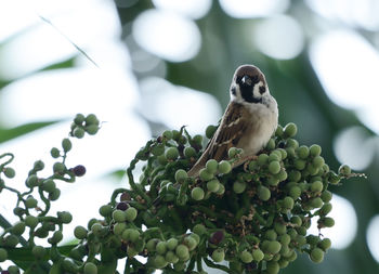 Close-up of bird perching on flower