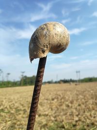 Close-up of plant growing on field against sky