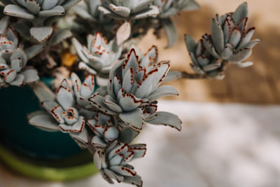 Close-up of white flowering plant