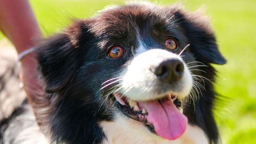 Close-up portrait of black dog