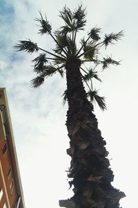 Low angle view of trees against sky