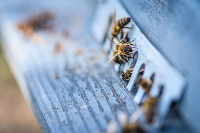 High angle view of insect on wood