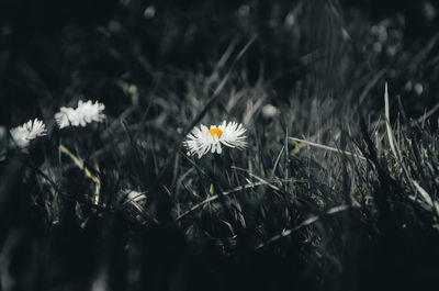 Close-up of white daisy flowers on field