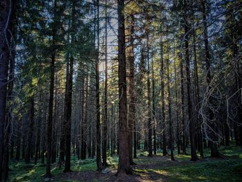 Pine trees in forest