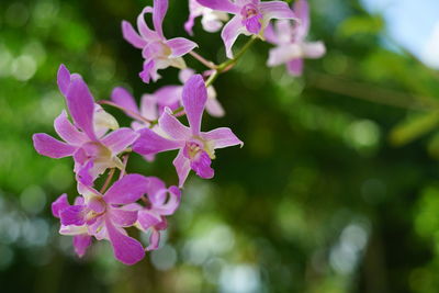 Close-up of pink flowering plant