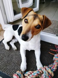 Close-up portrait of dog