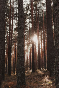 View of pine trees in forest