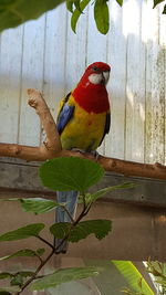 Close-up of parrot perching on leaf