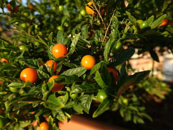 Close-up of tomatoes on tree